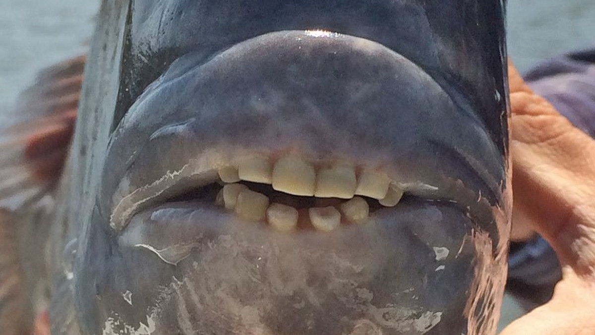 9 maja br. na Facebooku Departamentu Zasobów Naturalnych Karoliny Północnej zadano użytkownikom trudną zagadkę. Opublikowano zdjęcie ryby z „ludzką szczęką” z zapytaniem czym jest ten „potwór morski”. Internauci nie dają za wygraną i w komentarzach próbują zgadnąć co to za dziwadło.