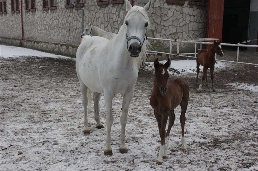 To źrebaki warte miliony!