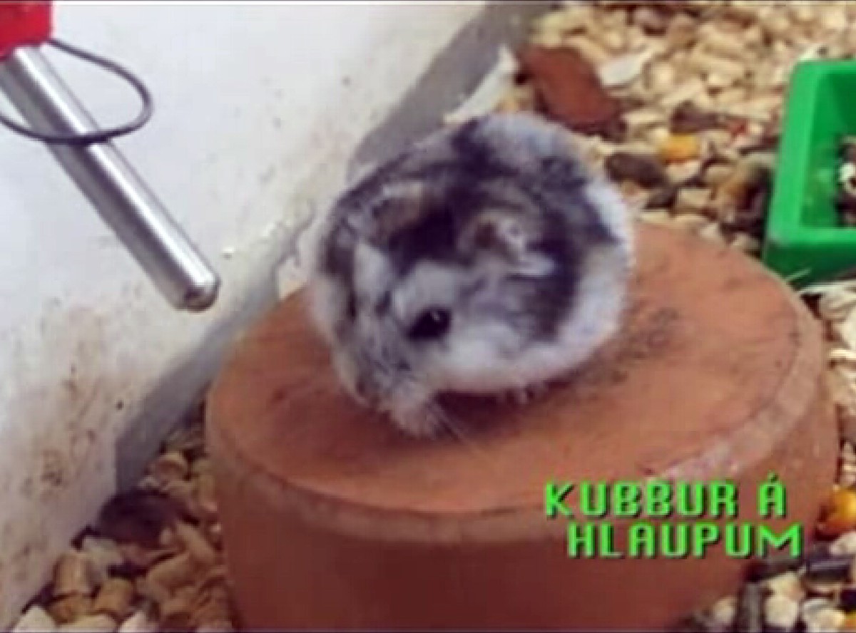 Mały chomik utknął w grze komputerowej