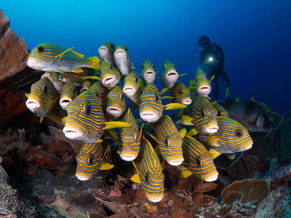 Zwycięzcy 8. Konkursu Fotografii Podwodnej Ocean Art 2019