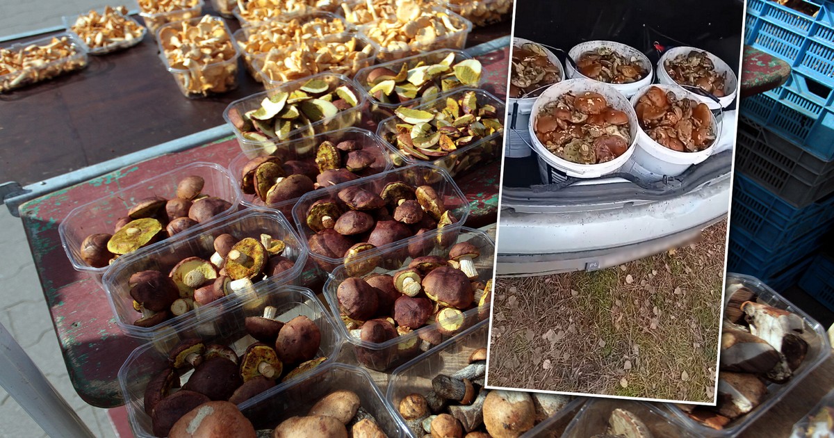 Uzbierali ponad 40 kg grzybów. Gdy pojechali do skupu, aż zaświeciły im się oczy