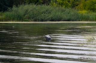 Biolog: W różnych krajach Europy zakwity alg powodowały gwałtowne pomory ryb