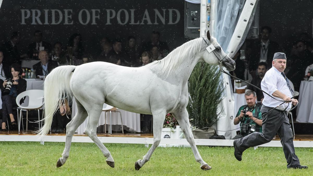 Pride of Poland konie arabskie Janów Podlaski Michałów