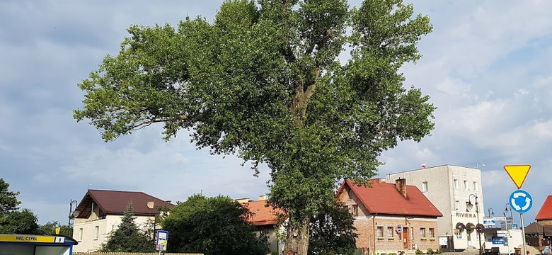 Topola z Helu walczy o tytuł Europejskiego Drzewa Roku