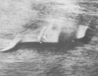 Fotografie údajnej Lochnesskej príšery.