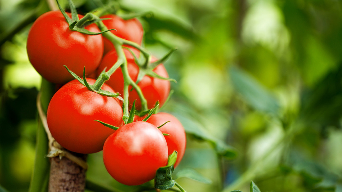 Optymalne warunki wzrostu pomidorów - kiedy sadzić?