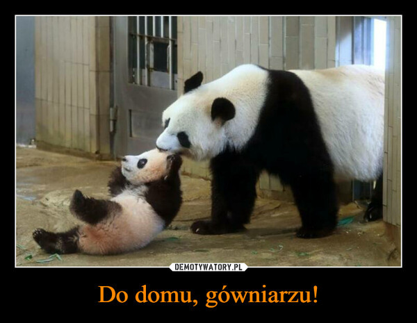 Najlepsze memy o pandach