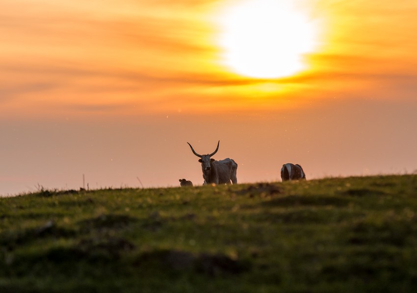 Koviljski rit rezervat prirode foto Nenad Mihajlovic (5)