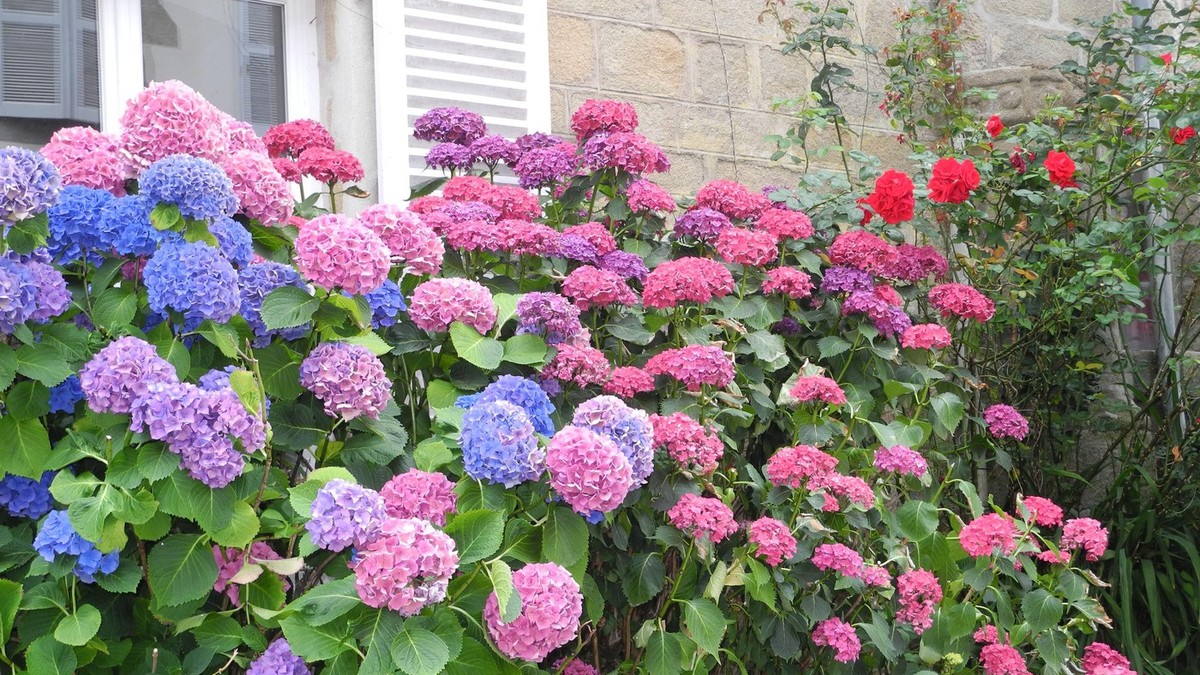 Evo zašto vaša hortenzija ne cveta: Ovu grešku svi prave u proleće