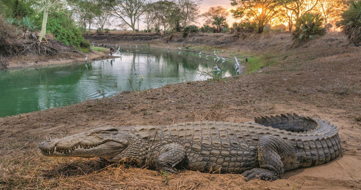 Brutalne gody krokodyli. Przyduszanie pod wodą to standard