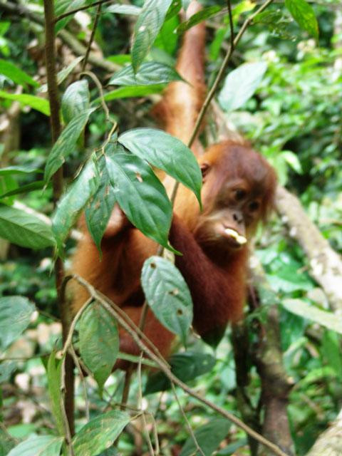 Galeria Indonezja - Orangutany z Sumatry, obrazek 3