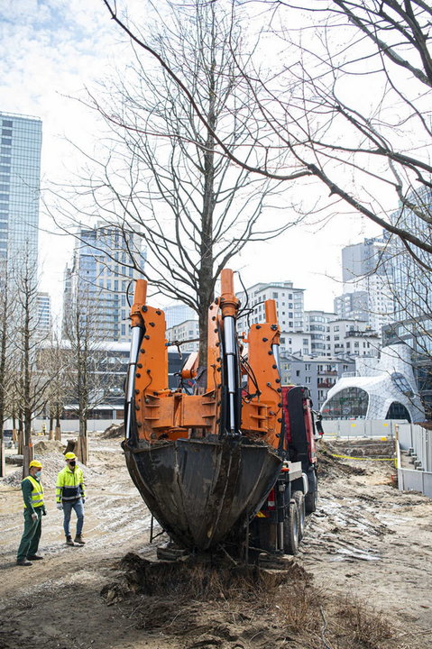Warszawa: przesadzą, zamiast wycinać. 42 duże drzewa trafią do parku