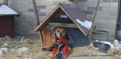 Pomóżmy psiakom przetrwać zimę
