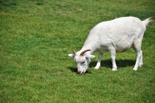 Animal Rescue: pół stada kóz przypłaciło życiem za zabawę m.st. Warszawy w ekologię