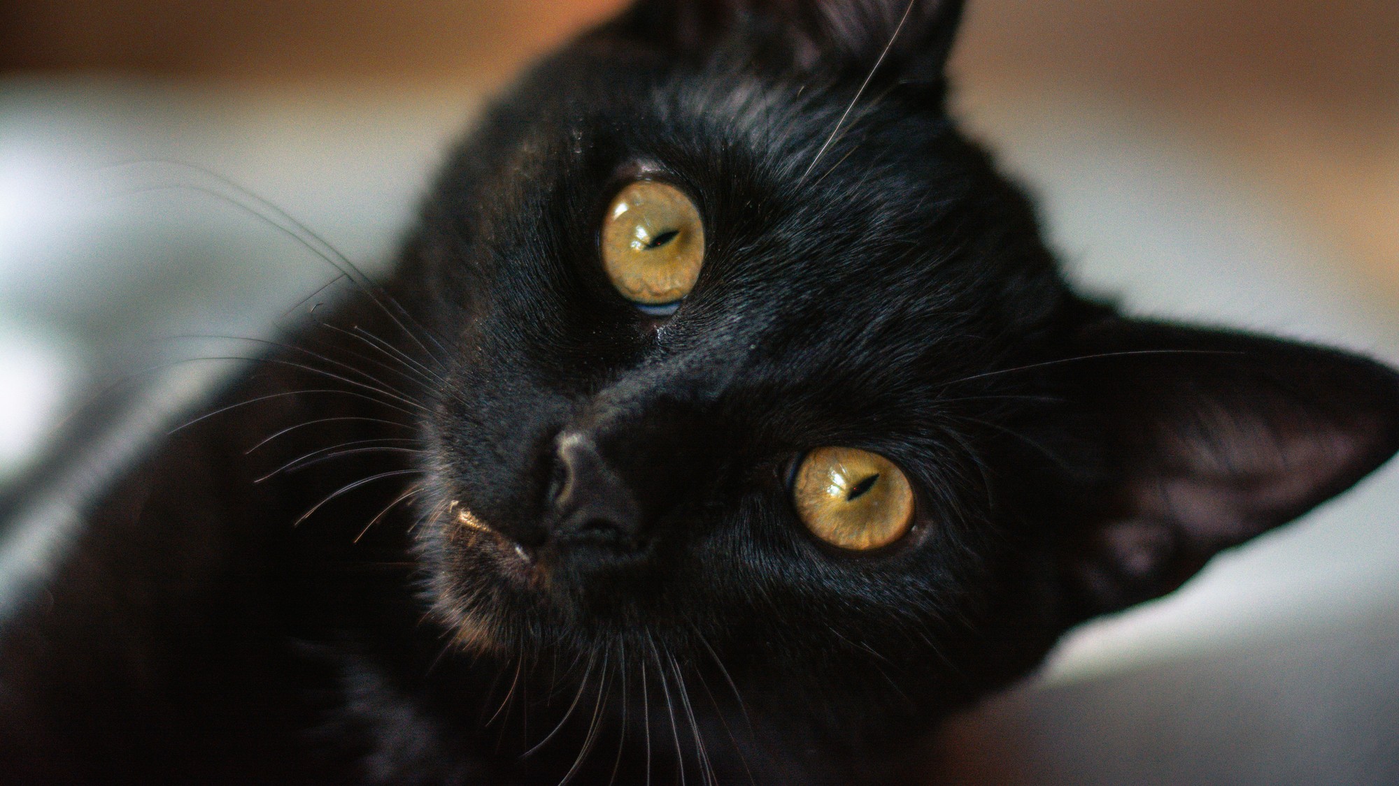 Čierne mačky sú spájané s poverami a mágiou.