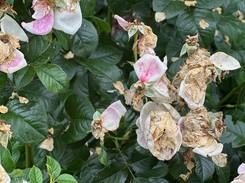 Jak i do kiedy ogławiać róże? Znajdź liść właściwy i tnij w ten sposób