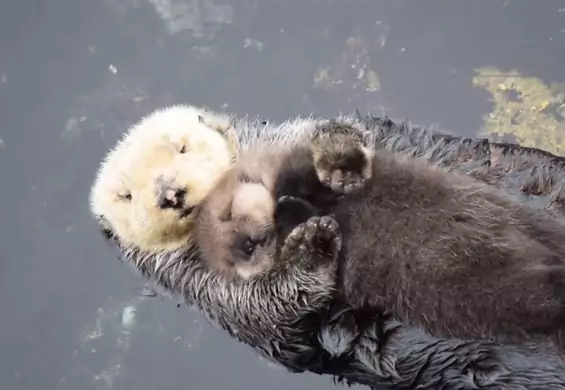 Słodziak miesiąca? Noworodek wydry próbuje zasnąć w objęciach matki
