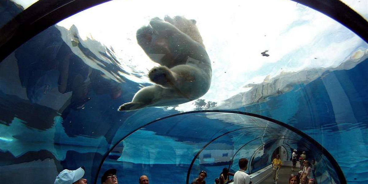 Ursus maritimus, niedźwiedź polarny, miś polarny