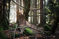 Balon w kształcie łabędzia zawisł w lesie. Doczepiona kartka z notatką po szwedzku