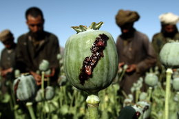 Opium production has set another record in Afghanistan — here's where it increased the most