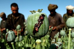 Opium production has set another record in Afghanistan — here's where it increased the most