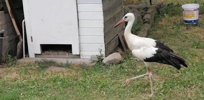 Obojętni na los bociana. Wszystko przez pieniądze