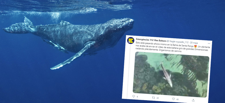 Zagubiony i wygłodniały wieloryb zauważony u wybrzeży Majorki
