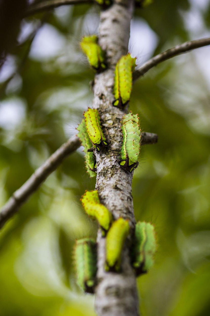 Nakon sakupljanja svile, radnici moraju da vrate bube na drvo