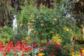 Nije samo za glavobolju: Aspirin može da spasi vašu baštu, a evo i kako