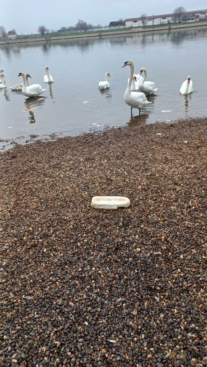 Dugotrajno hranjenje hlebom može dovesti do deformiteta krila