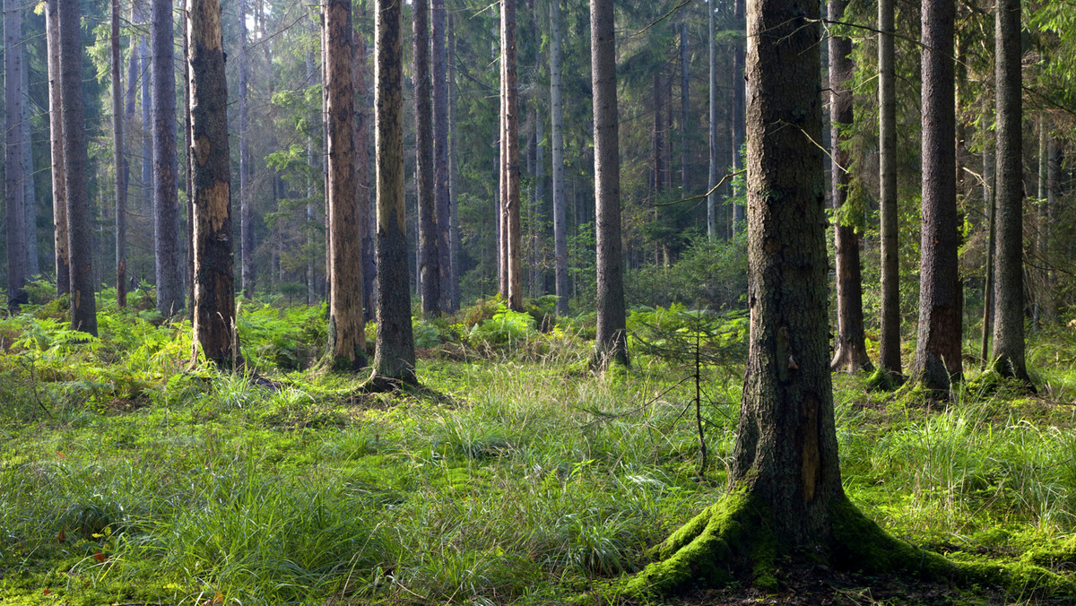 Przed Sądem Okręgowym w Białymstoku zakończył się proces apelacyjny b. dyrektora Białowieskiego Parku Narodowego, oskarżonego m.in. o przyjęcie łapówek związanych z możliwością zakupu drewna z puszczy. Wyrok ma być ogłoszony 4 lipca.