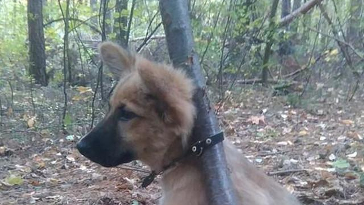 Dzięki informacji od jednego z mieszkańców, policjanci z Kleszczowa podczas tego weekendu uratowali młodego psa, którego porzucono w lesie przywiązanego do drzewa. Obrożę psa przypięto do pnia tak ciasno, że zwierzę nie mogło się nawet pochylić.