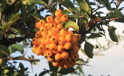 Rokitnik reguluje poziom cukru i cholesterolu. Jak go stosować?