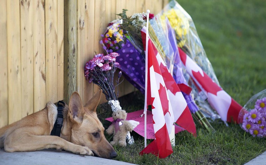 Neutešni ljubimac čeka svog gazdu