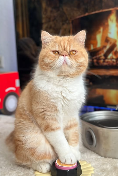 Kocúr Khariton má na sociálnych sieťach státisíce fanúšikov.