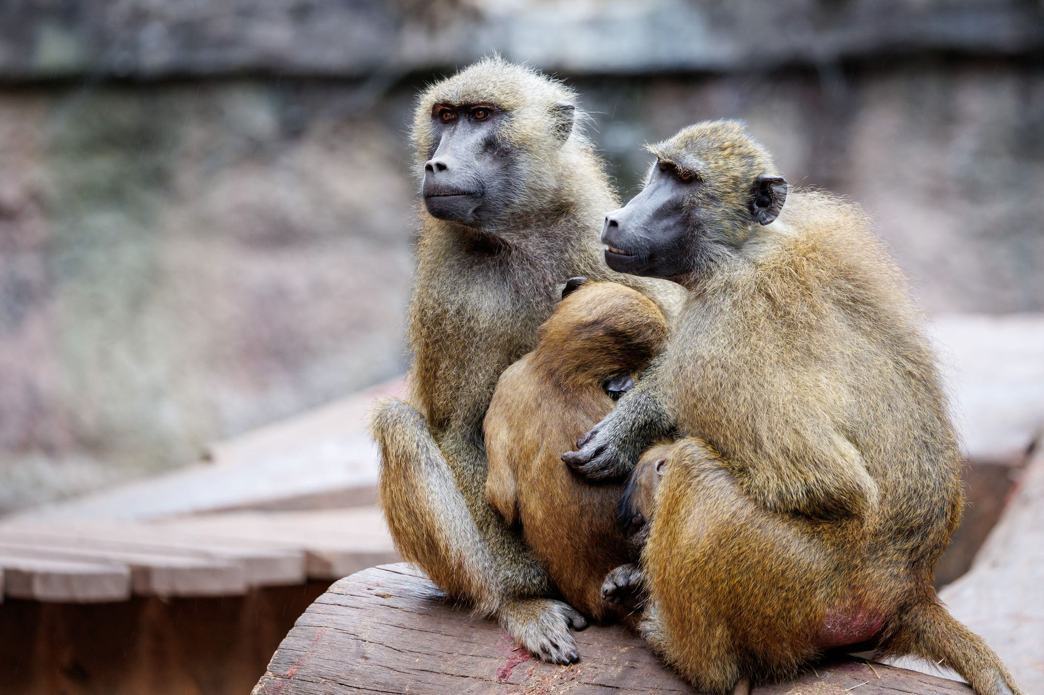 Nürnberger Zoo bereitet Tötung von Pavianen vor