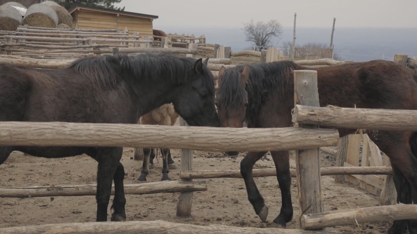 Igor na Sokolskoj planini