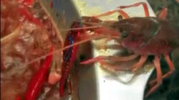 Nem hiszi el: ezzel a trükkel menekült meg a halál torkából az éttermi homár  – fotó - Blikk