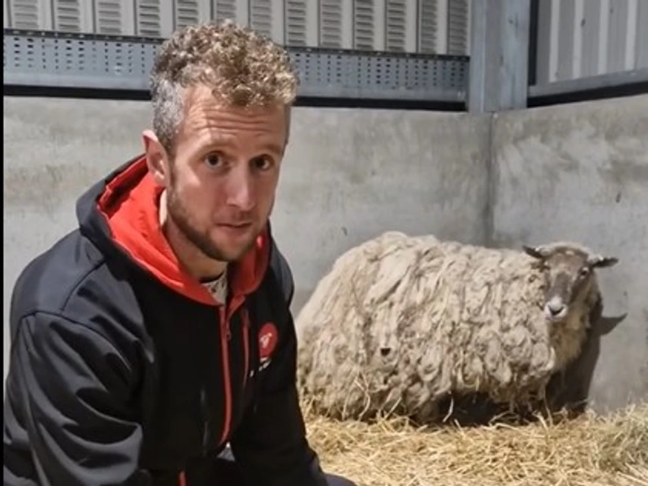 Ovca Fiona sa Kami Vilsonom