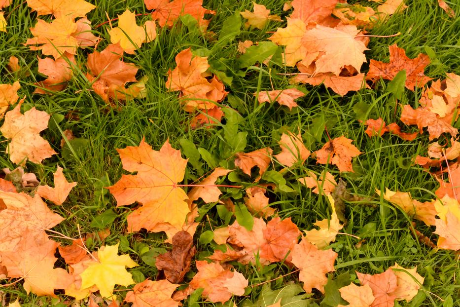 Így varázsolhatsz csodálatos őszi kertet az otthonodban. Fotó: Getty Images