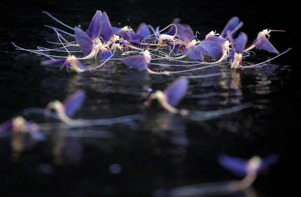 Long-tailed mayflies mate on the surface of the Tisza river near Tiszakurt