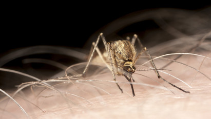 Hihetetlen, milyen egyszerű módon védekezhetünk a szúnyogok ellen!