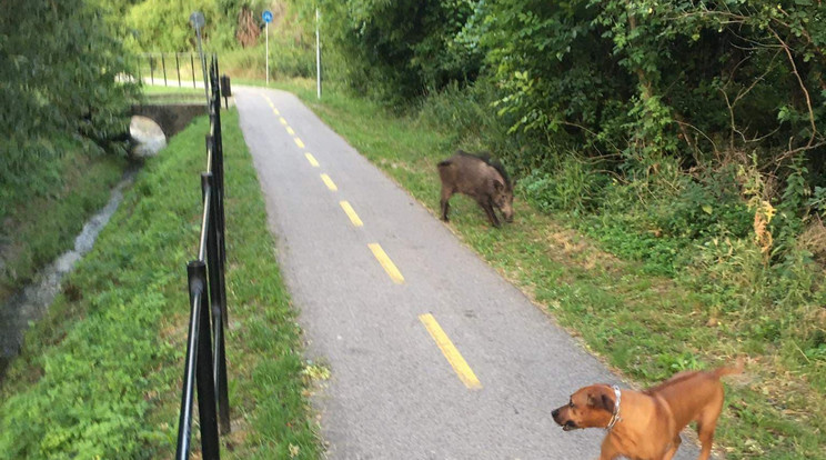 A vaddisznó végül az út mellett megállt, a kutya és a gazdája is megmenekült.