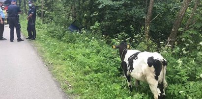 Wieźli osobówką kradzione cielę. Spowodowali wypadek i uciekli