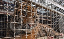 Owsiak przekazuje nagrodę dla poznańskiego ZOO. 'Przytul tygrysa' [WIDEO]