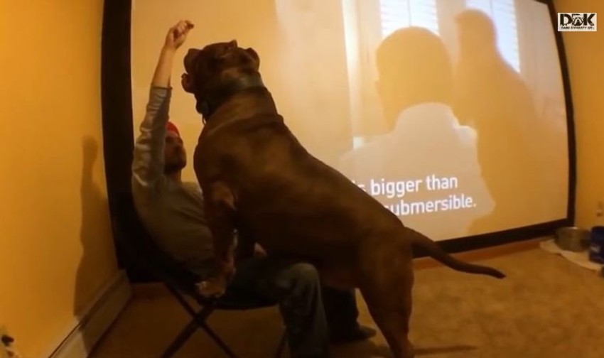 Hulk se igra sa svojim vlasnikom