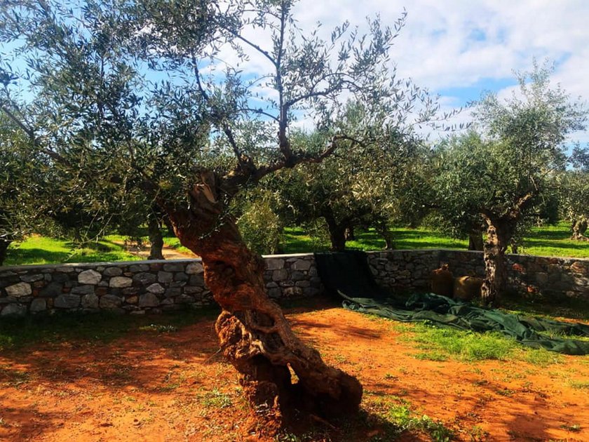 Robert Gawliński został rolnikiem w Grecji