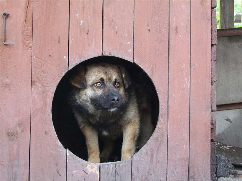 Pies oszukał policję