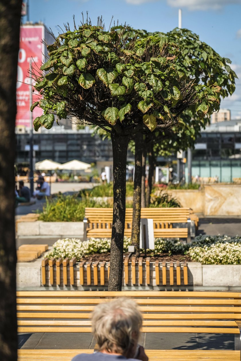 Katowice. Usychają surmie na rynku