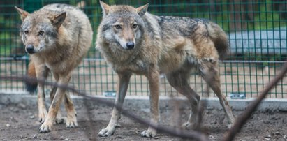 Groza pod Szczecinkiem. Wilki pożarły cielaka